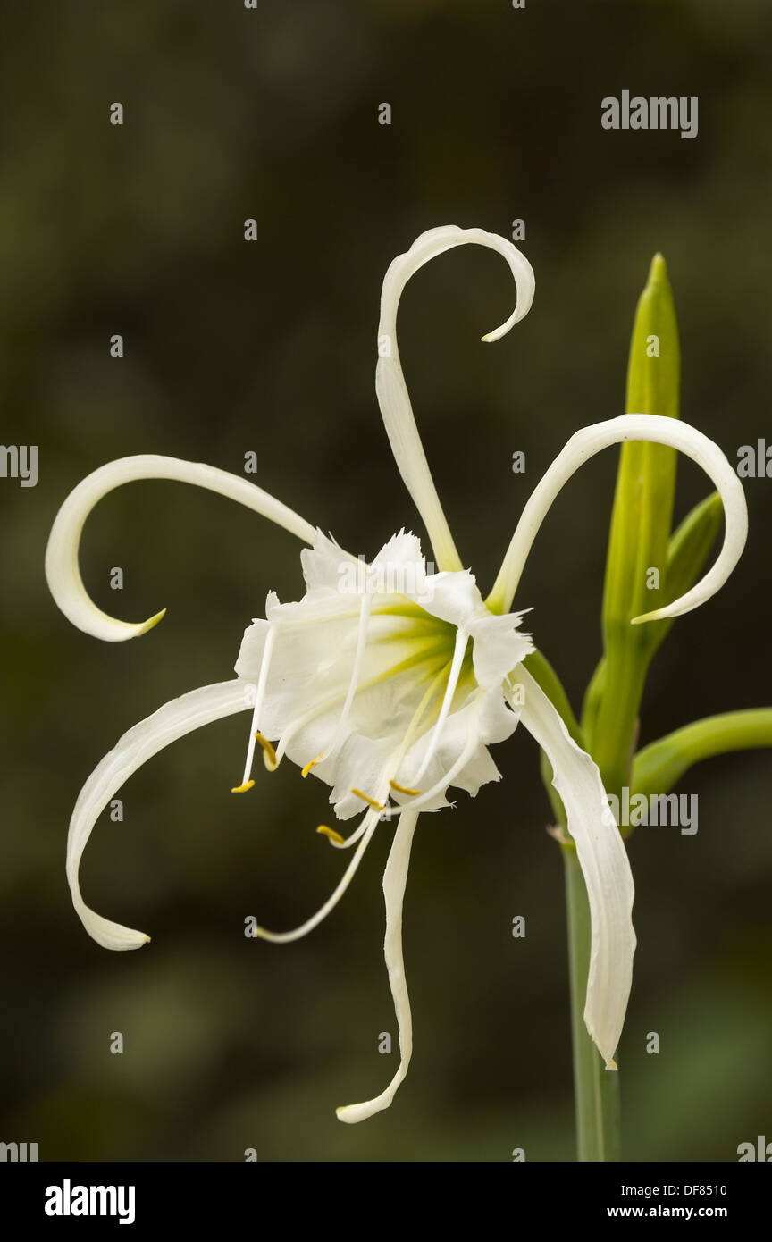 Peruvian Daffodil. Latin name Ismene festalis.Gardening species, Spain Stock Photo Alamy
