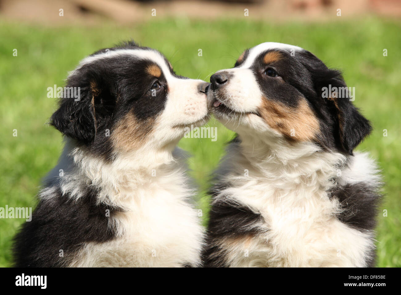 cute australian shepherd puppy