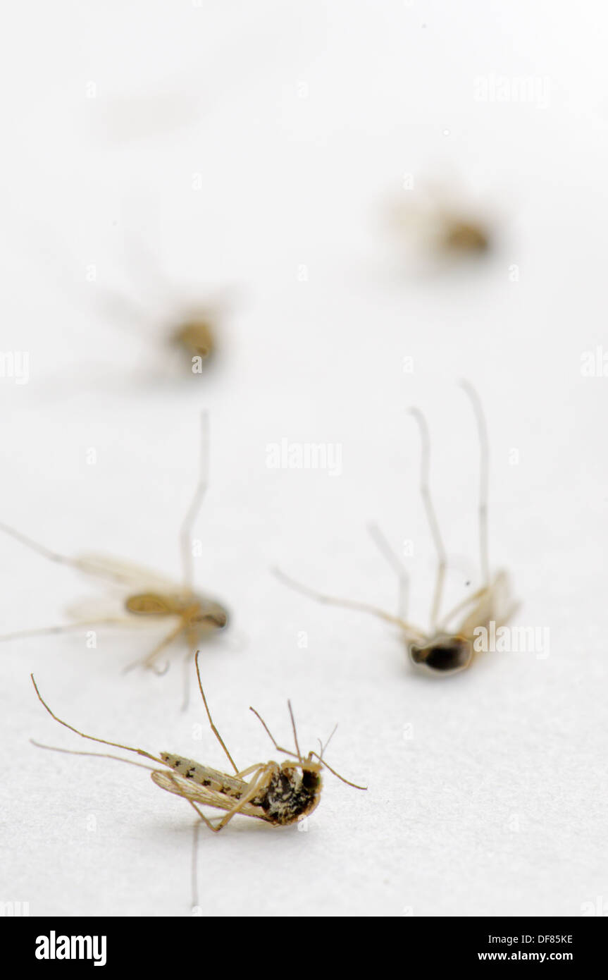 Pile of dead Aedes caspius mosquitoes, Spain Stock Photo Alamy