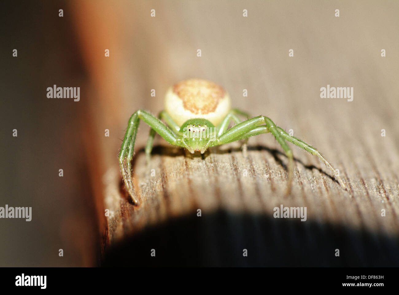 Crab Spider (Family Thomisidae) walking on a log. Bavarian Forest