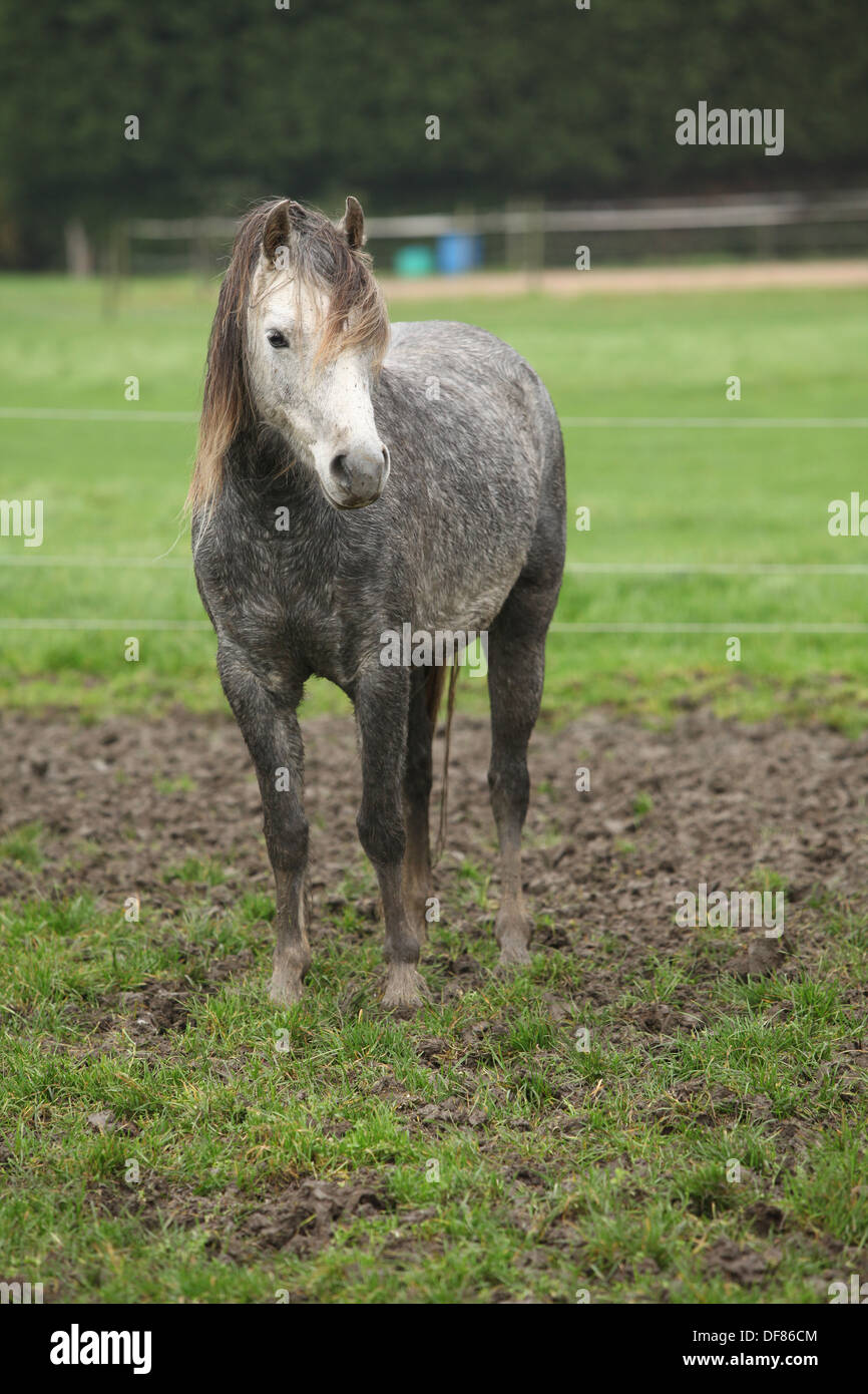 Grey pony on typical autumn mud pasturage Stock Photo