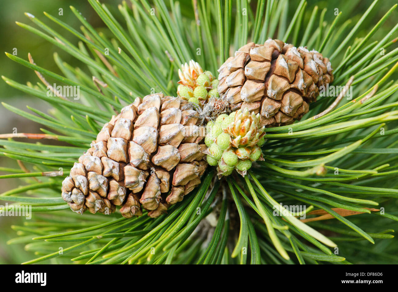 Pinus uncinata cones hi-res stock photography and images - Alamy