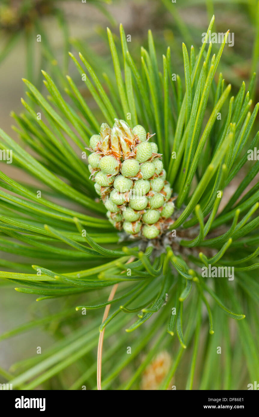 Cones of the mountain Pyrenees pine Pinus uncinata, Spain Stock Photo