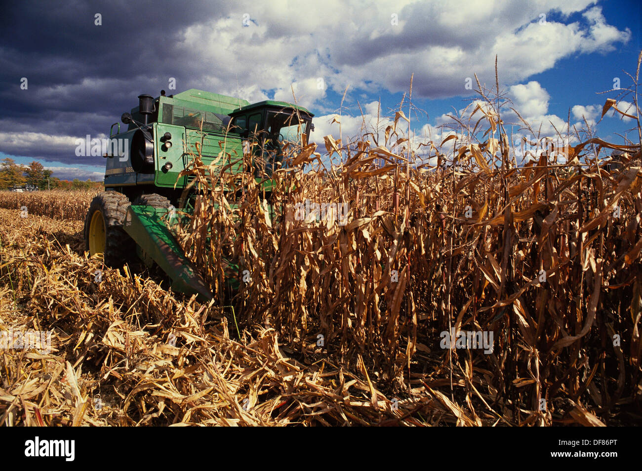 Cutting corn stalks Stock Photo Alamy