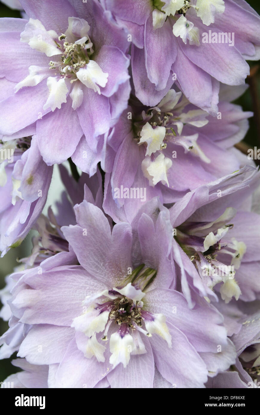 Stock flowers mathiola hi-res stock photography and images - Alamy