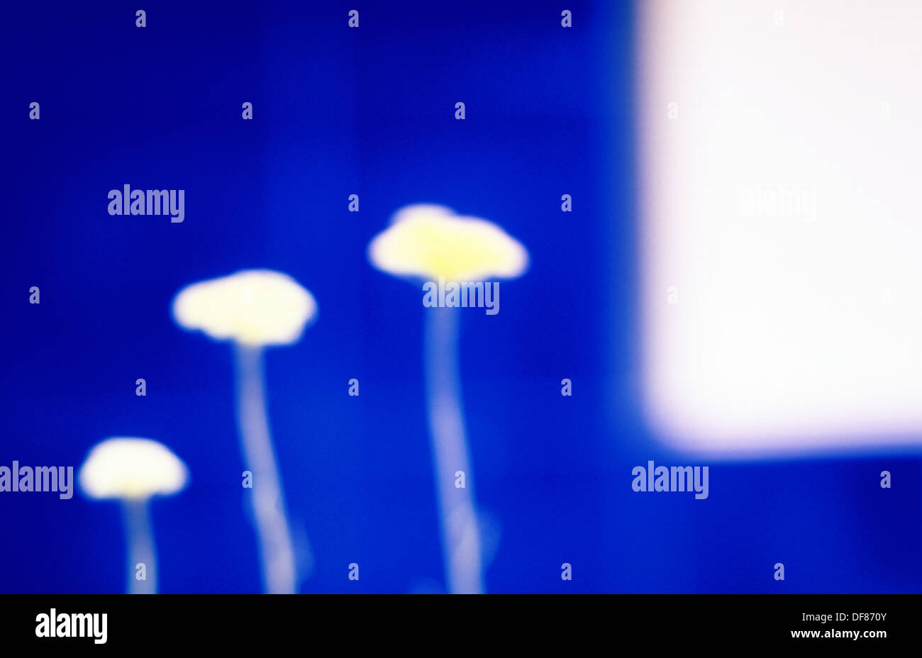 flowers, London, UK Stock Photo Alamy