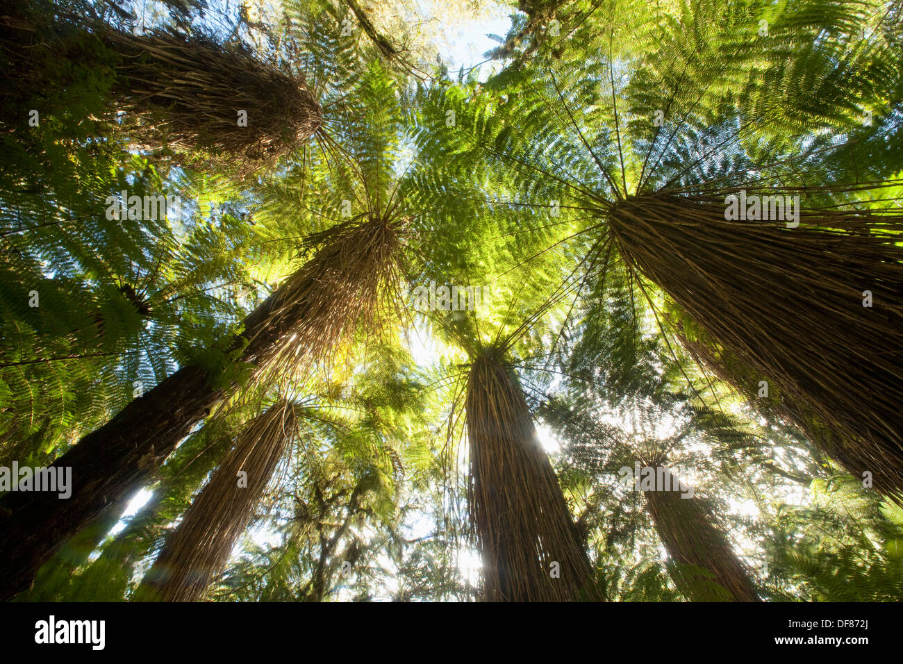 Tree ferns, thick canopy near Haast Pass, World Heritage, West Coast, New Zealand Stock Photo