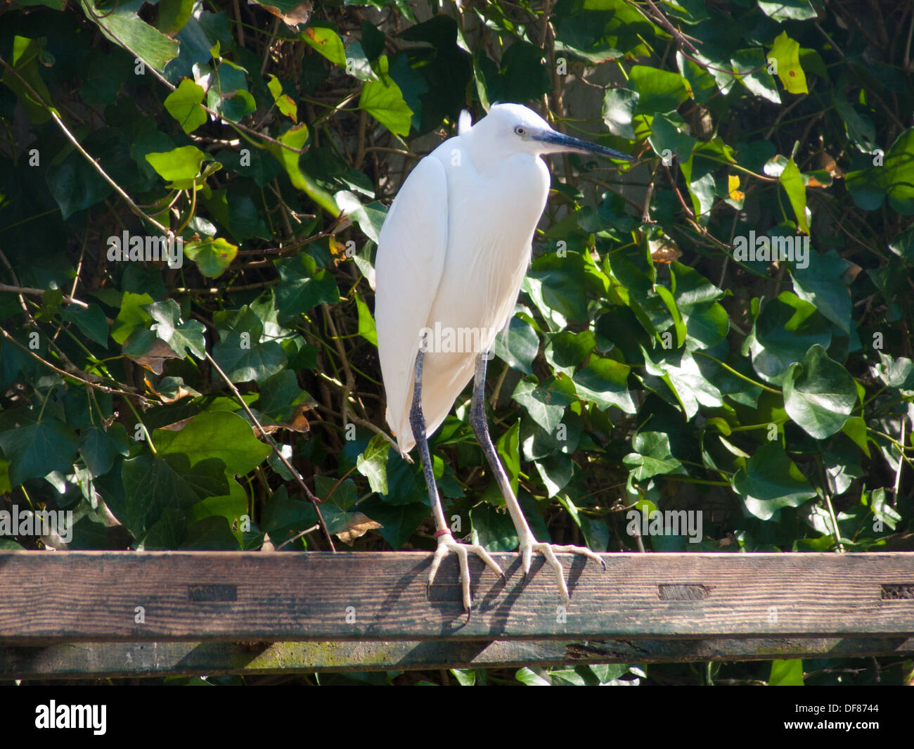 ´RESERVE DU ZWIN´ KNOKKE BELGIUM Stock Photo