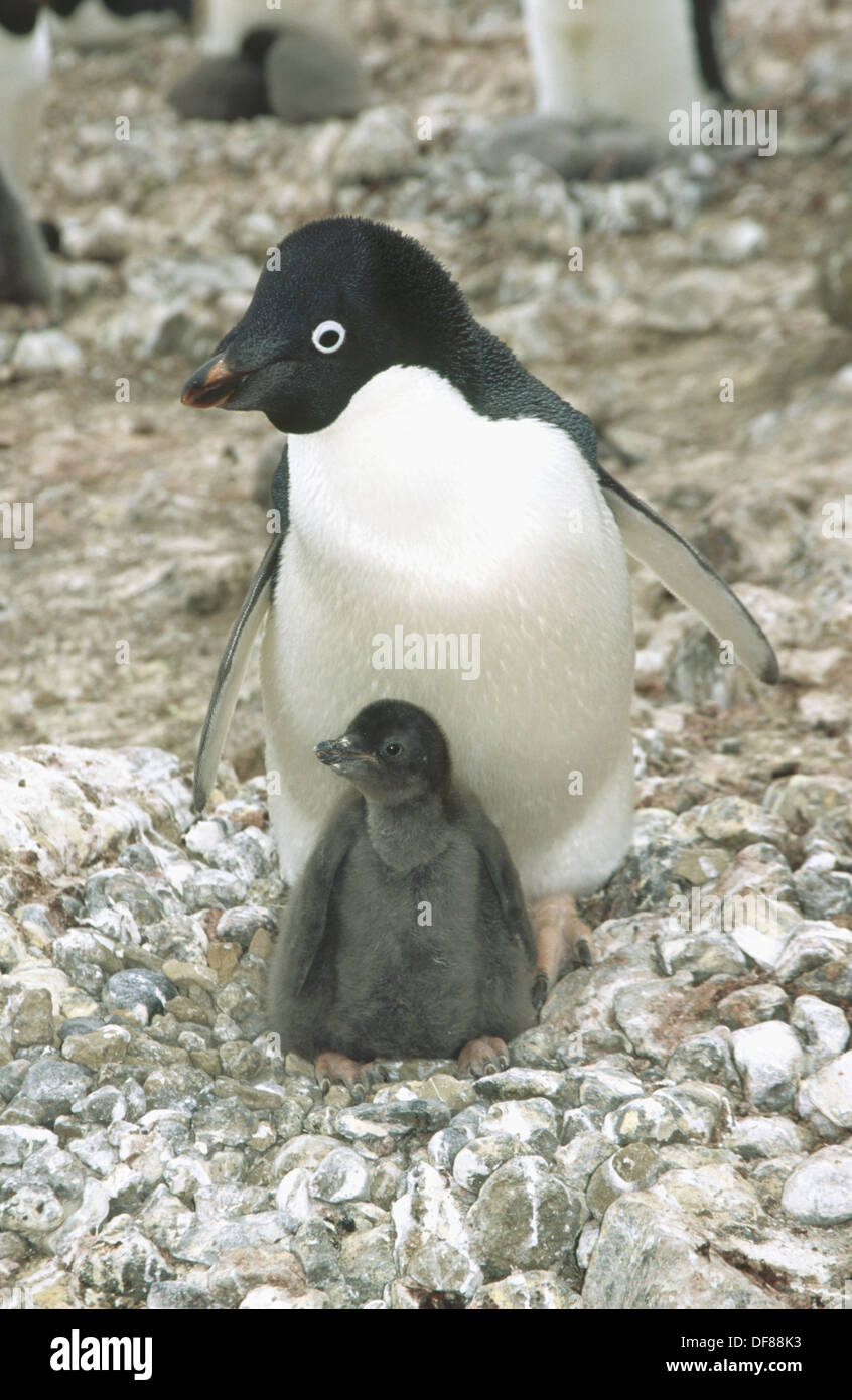Adelie penguins (Pygoscelis adeliae) with chick. Brown Bluff. Antarctic Peninsula. Antarctica Stock Photo