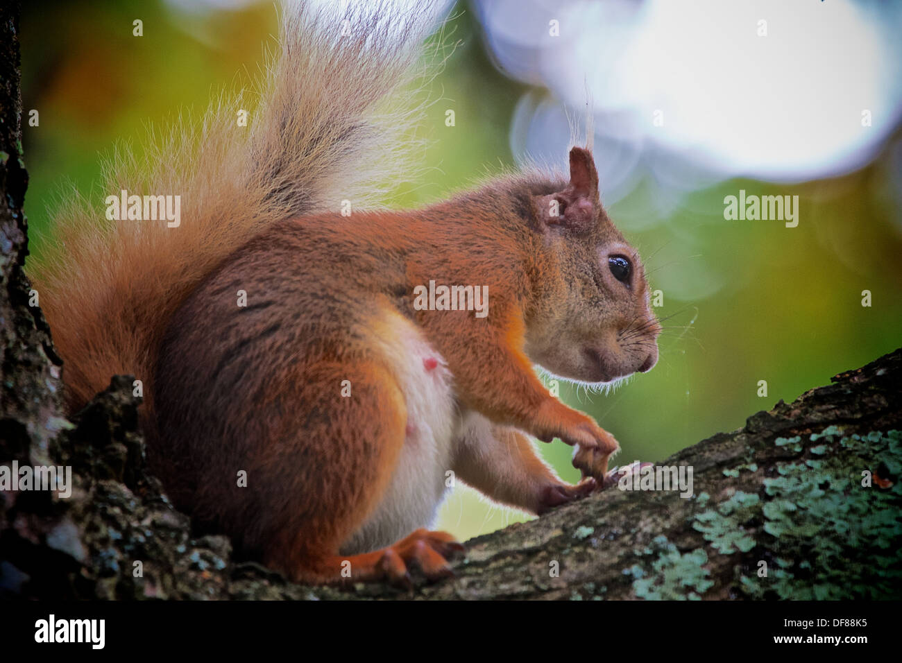 Red Squirrel pondering in Tree Stock Photo