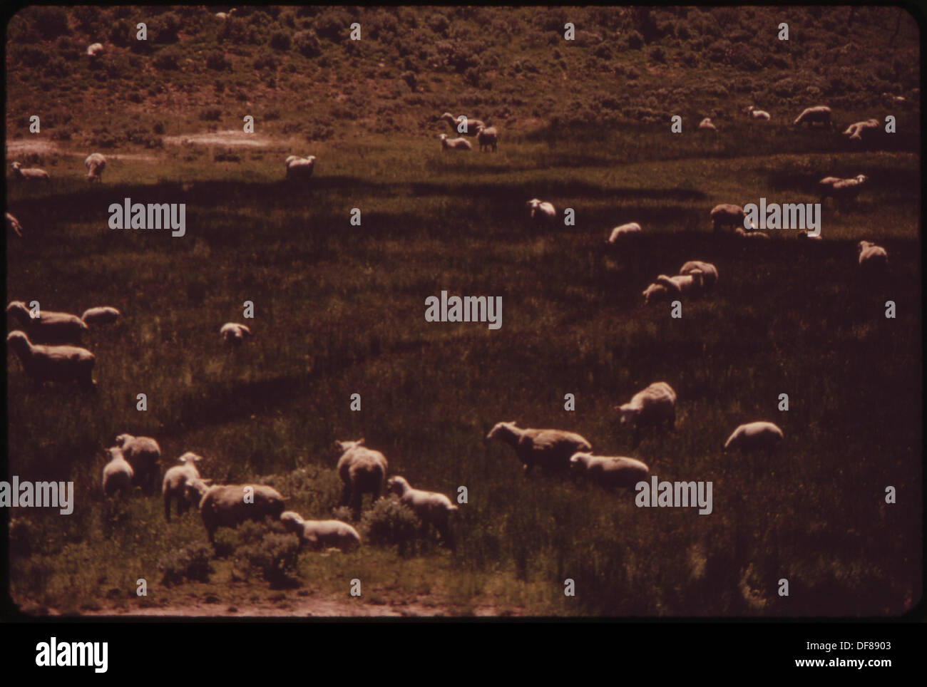 Private property sheep hi-res stock photography and images - Alamy