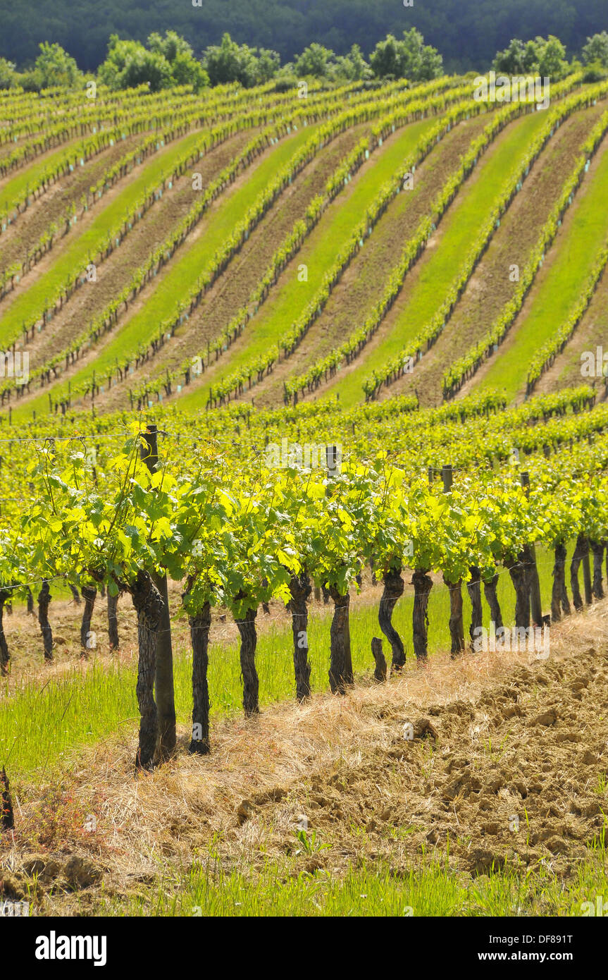 CULTIVATED GRAPEVINE Stock Photo