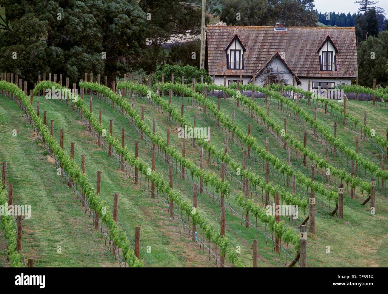 Elston Estate vineyard and Rush Cottage New Zealand Stock Photo