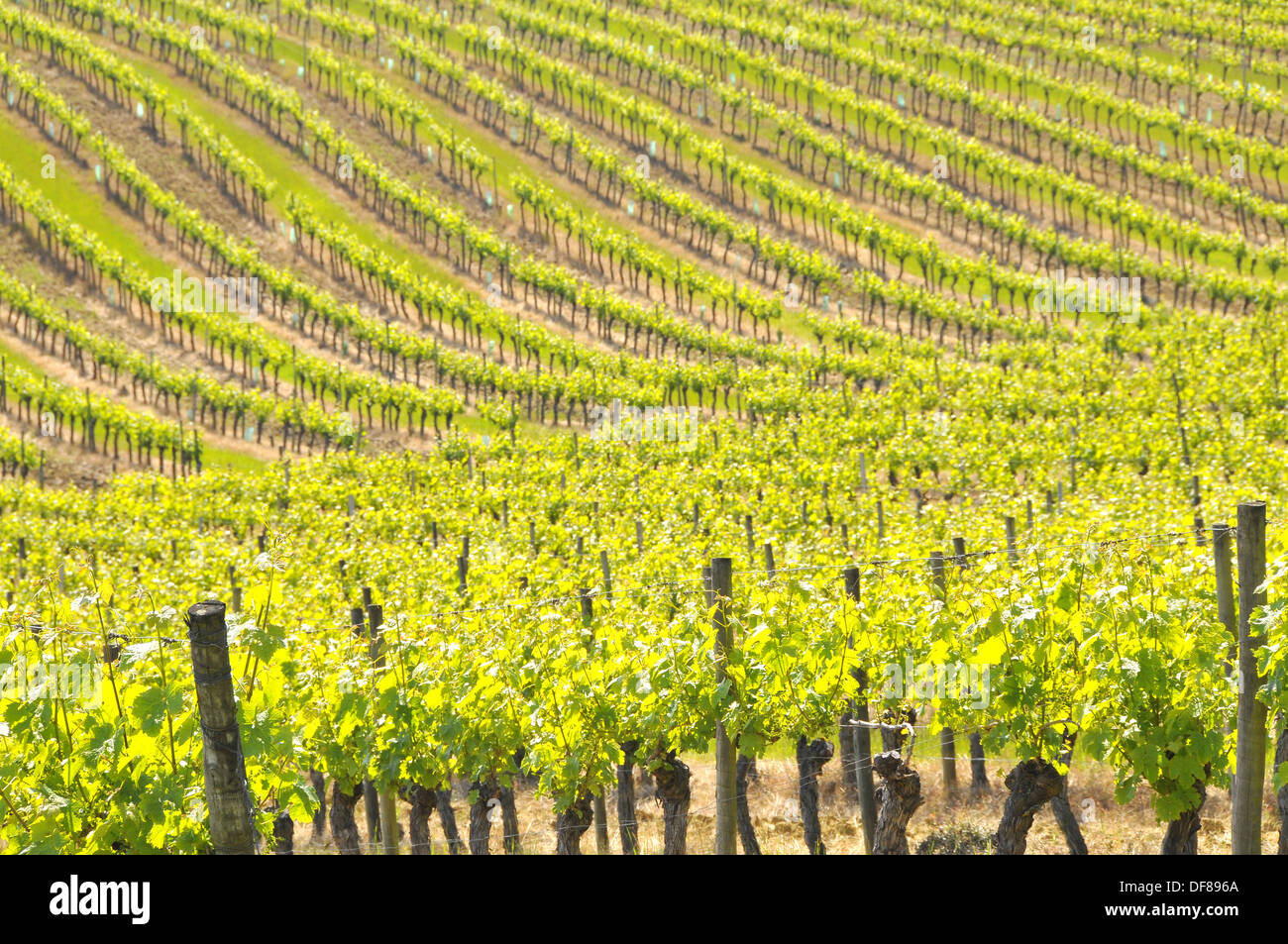 CULTIVATED GRAPEVINE Stock Photo