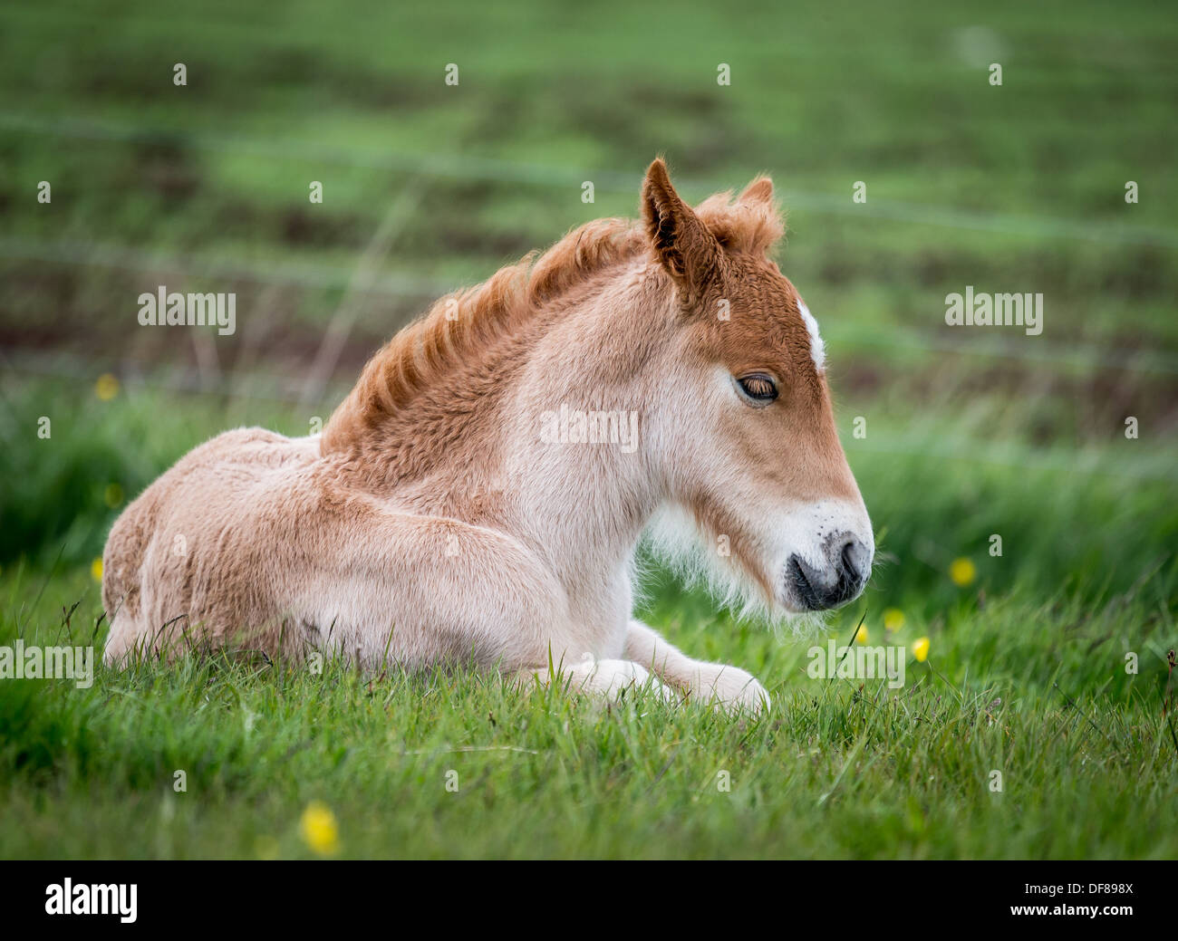 Newborn foal, Iceland.   Purebred Icelandic horse. Stock Photo