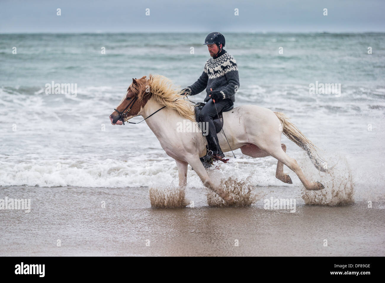 Horseback riding on the coast,  Longufjorur beach, Snaefellsnes Peninsula, Iceland Stock Photo