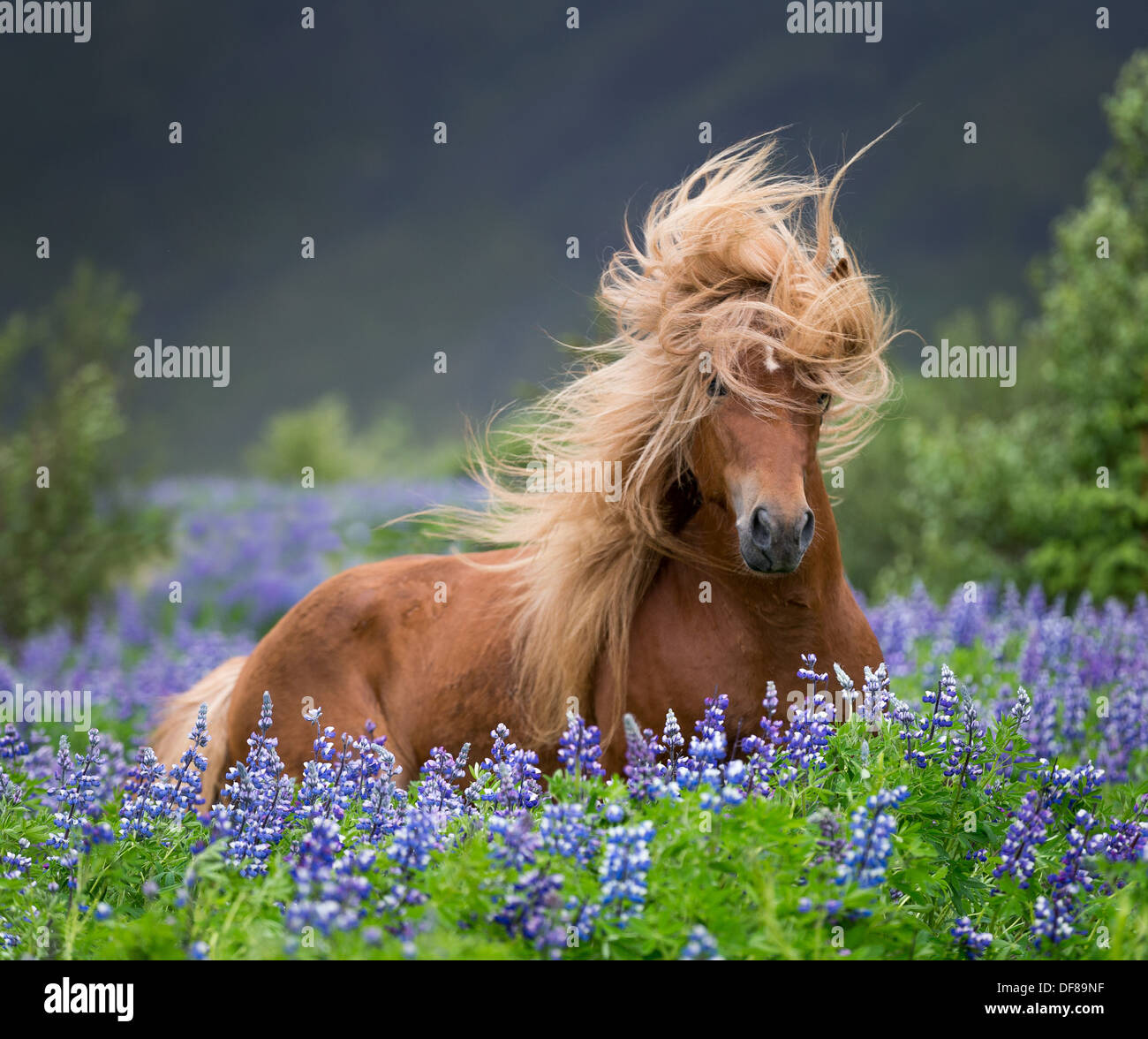Horse running by lupines. Purebred Icelandic horse in the summertime with blooming lupines, Iceland Stock Photo