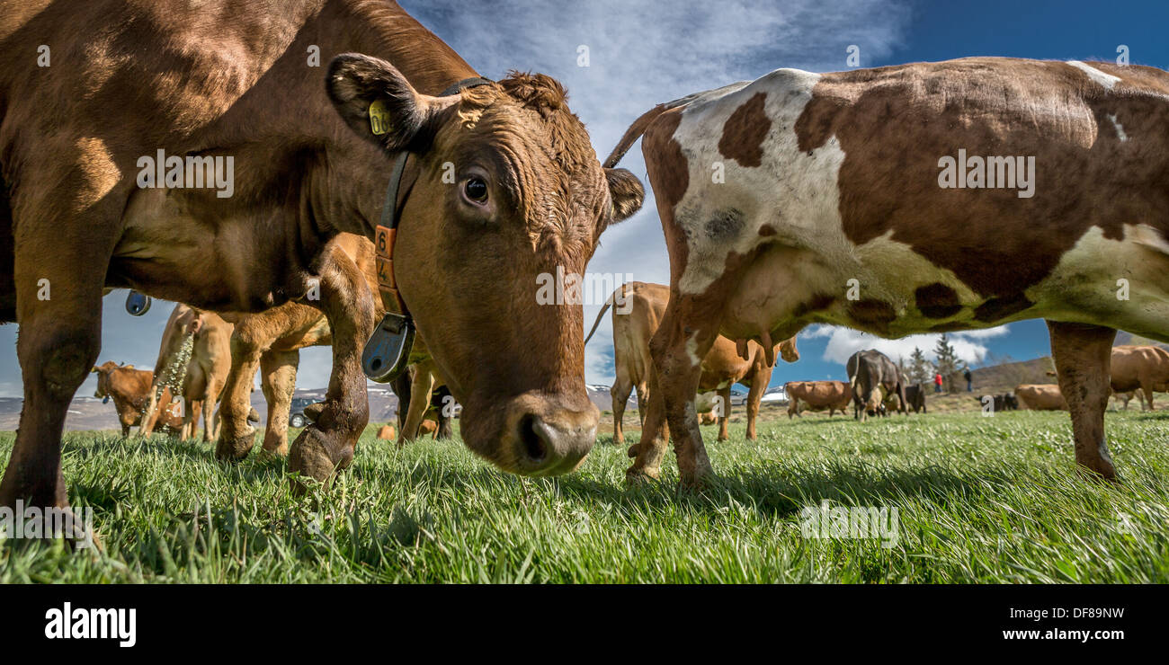 Dairy cows, Western Iceland Stock Photo