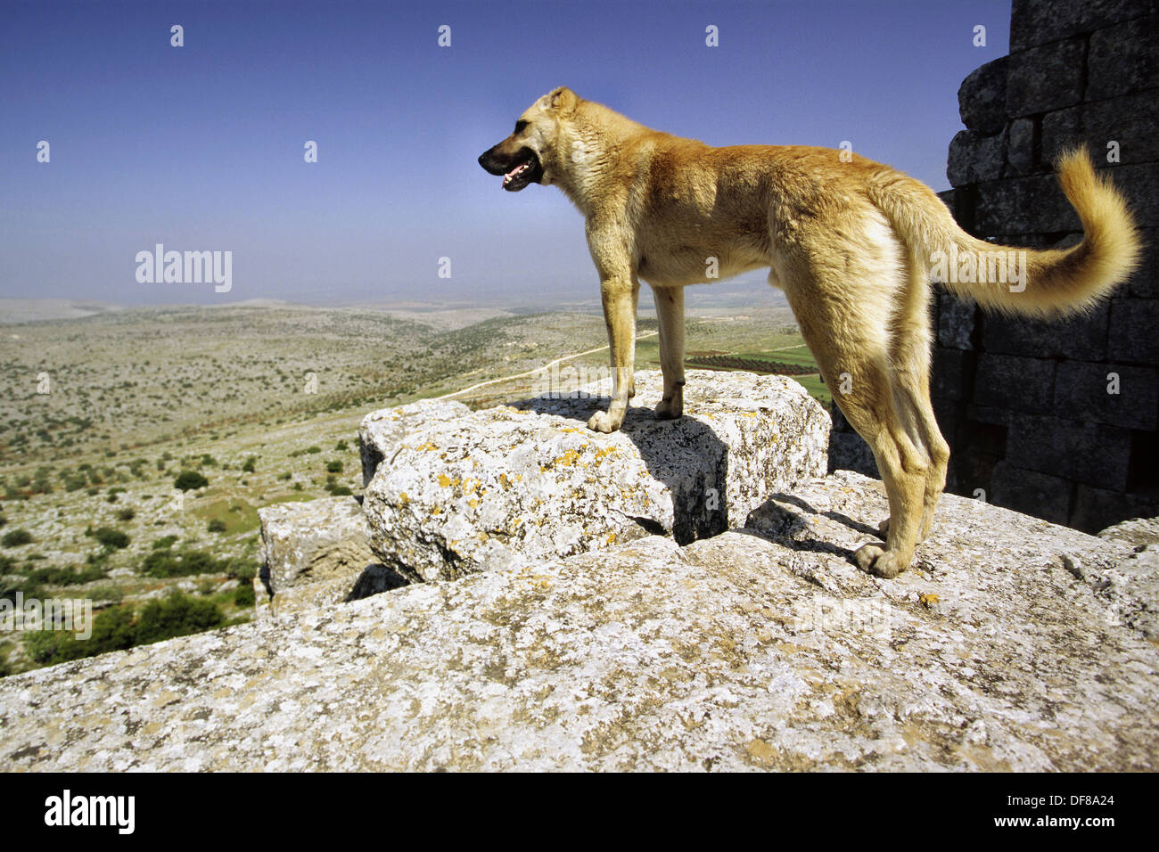 A dog surveys the panoramic views towards the Efrine River valley, Qala´ At Samann. Halab, Syria Stock Photo - Alamy A dog surveys the panoramic views towards the Efrine River valley, Qala´ At Samann. Halab, Syria Stock Photo - Alamy