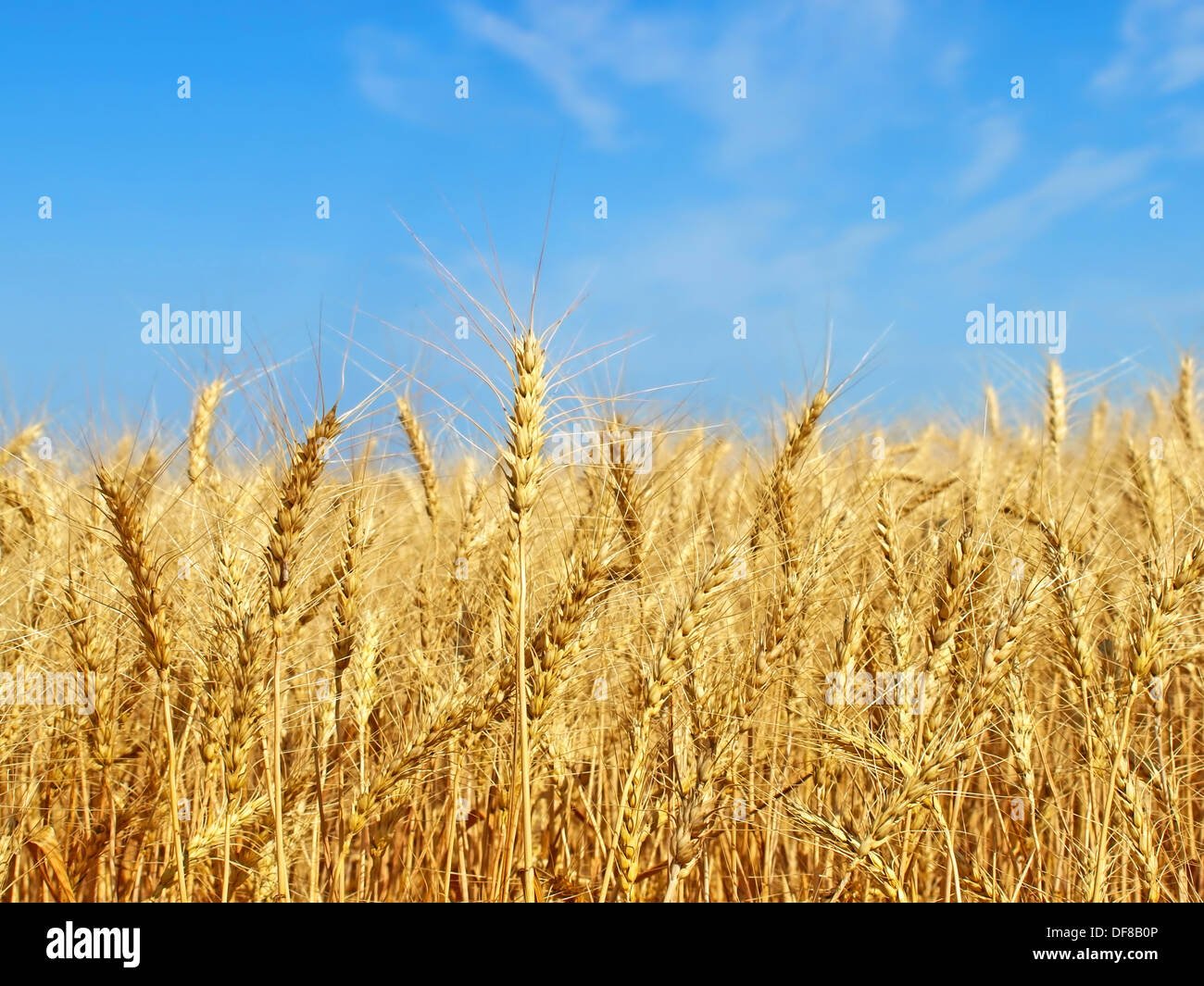 Ripe yellow wheat ears against blue sky Stock Photo - Alamy
