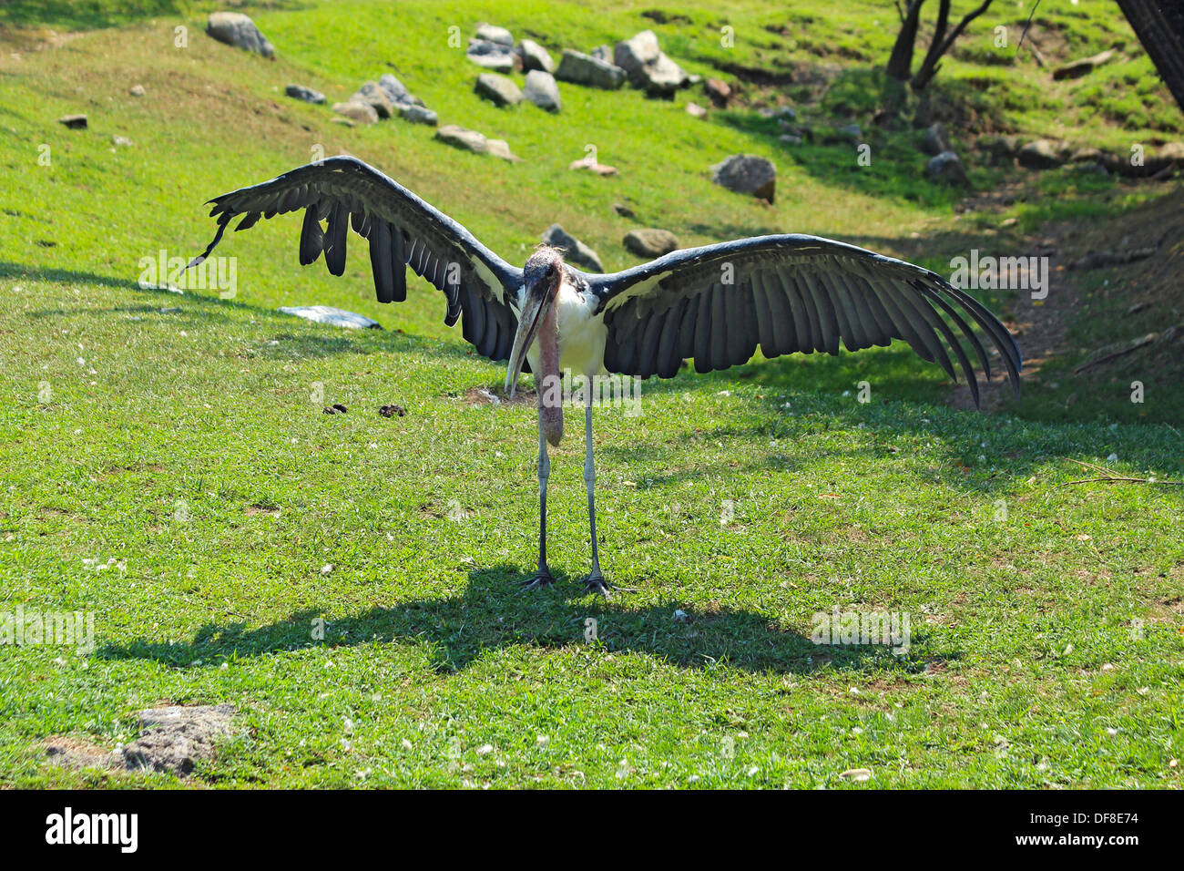 Marabou stork spreads its wings at the Indianapolis Zoo Stock Photo
