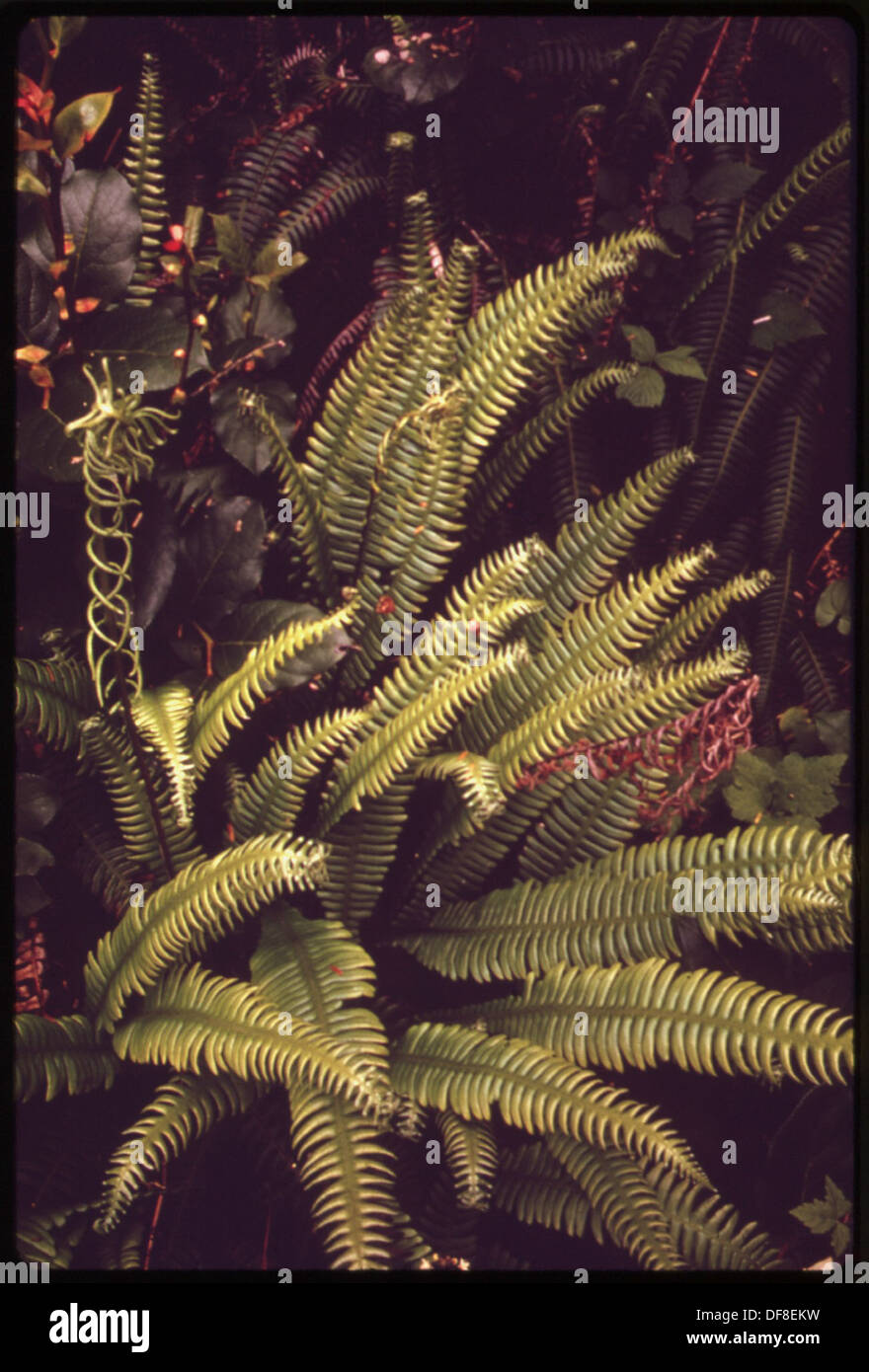 SPRING DEER FERNS ON AN OCEAN STRIP IN THE PACIFIC COAST AREA OF OLYMPIC NATIONAL PARK, WASHINGTON 555049 Portrait Stock Photo