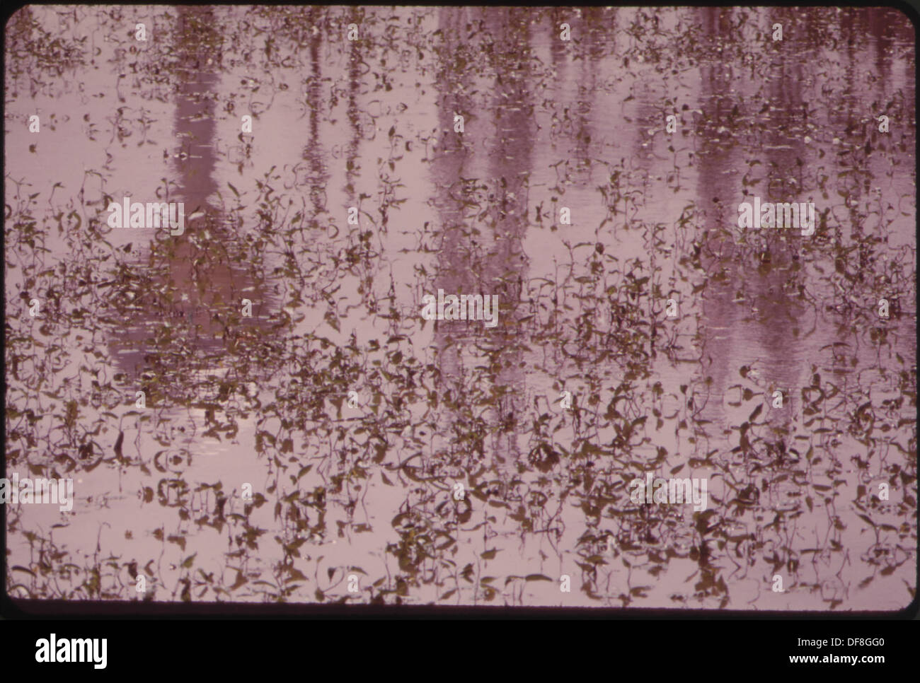 Stagnant water surrounds the Pearl Steam and Electric Generating Plant ...
