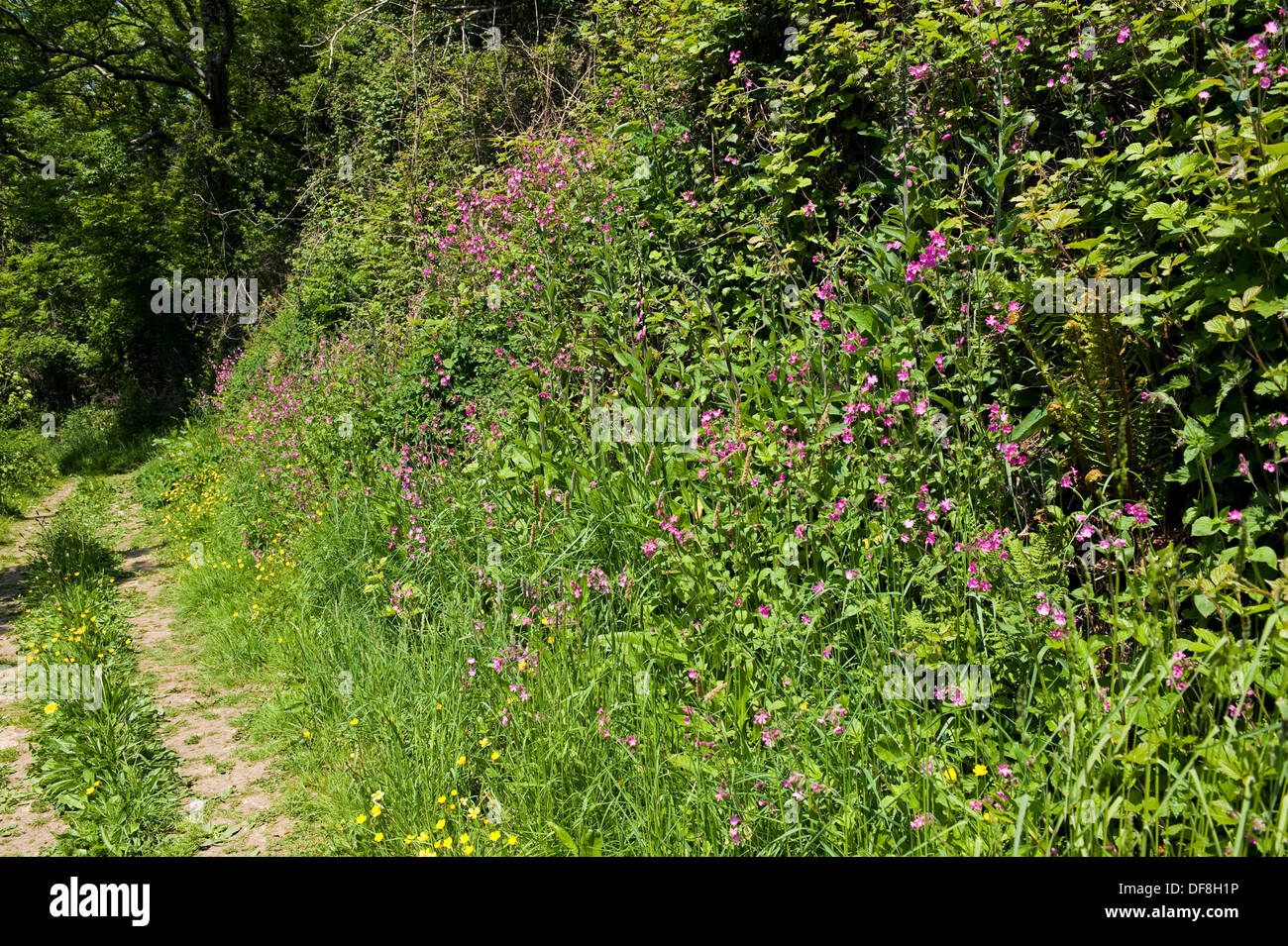 Red campions and other plants in flower beside a Devon cliff path in early summer Stock Photo