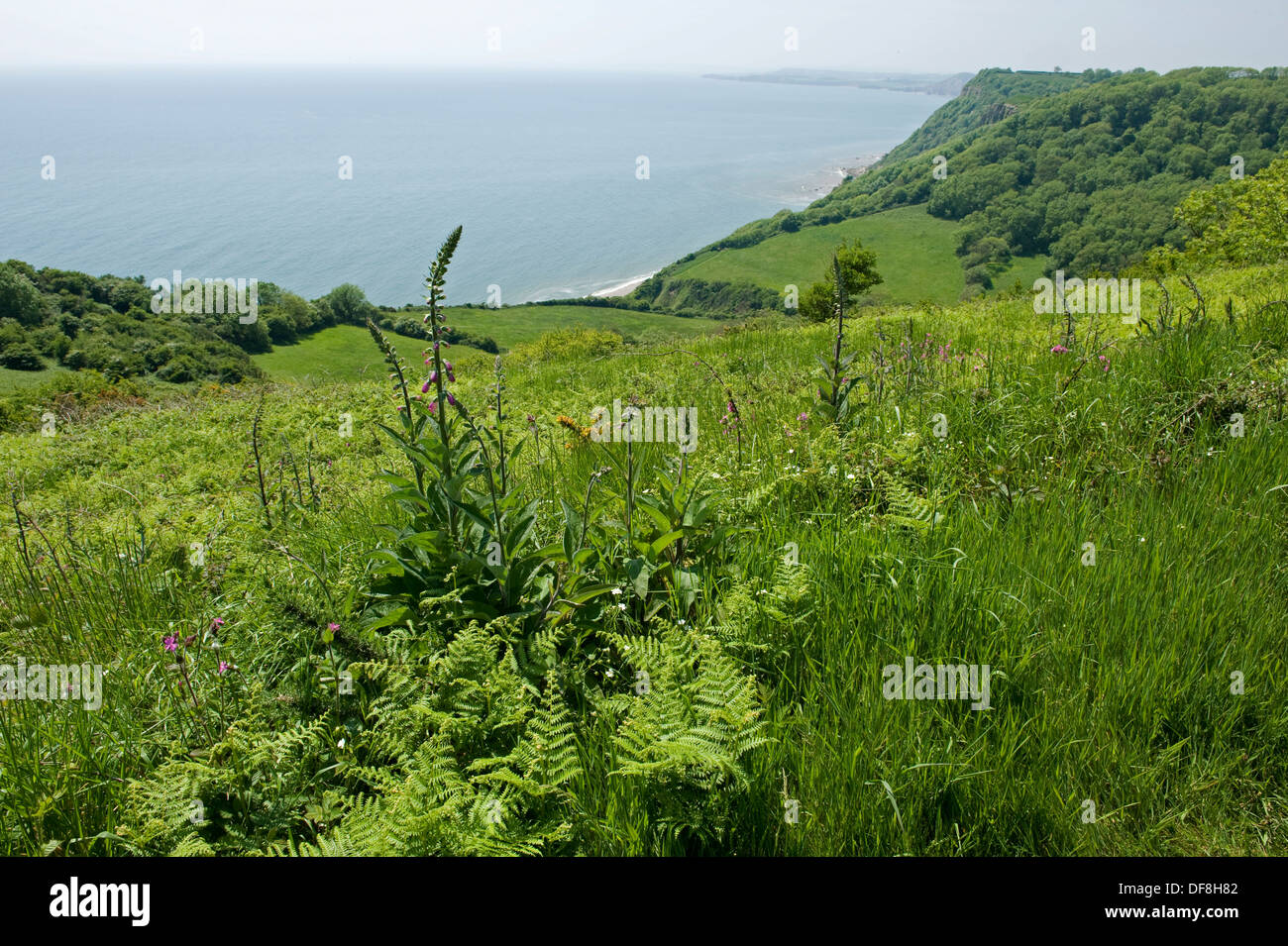 Weston Mouth in Devon looking from a cliff path with foxgloves in bud and trees in leaf and Lyme Bay Stock Photo