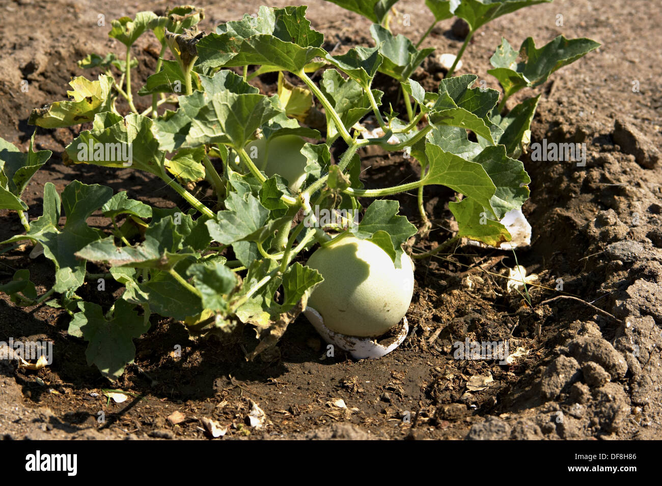 Vegetable garden in desert, melon plant with fruit on the vine Stock