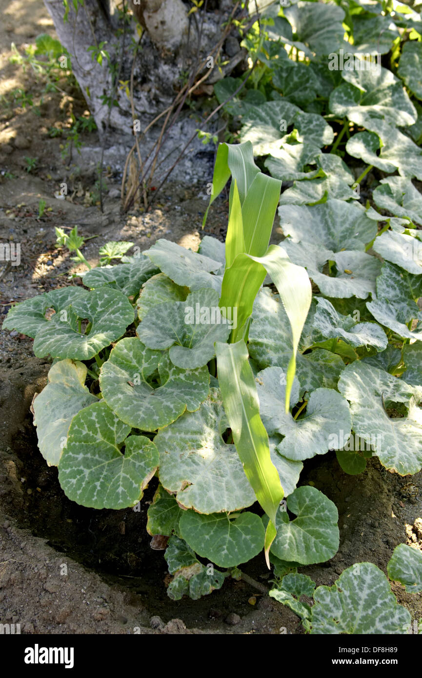 Vegetable garden in desert, squash and melon plants and sweet corn