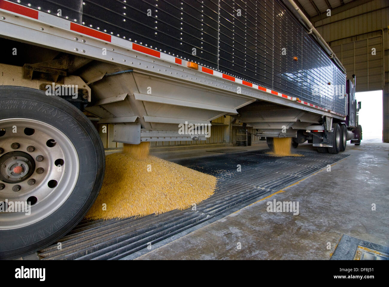 Big rig truck emptying corn at conveyor at ethanol production plant