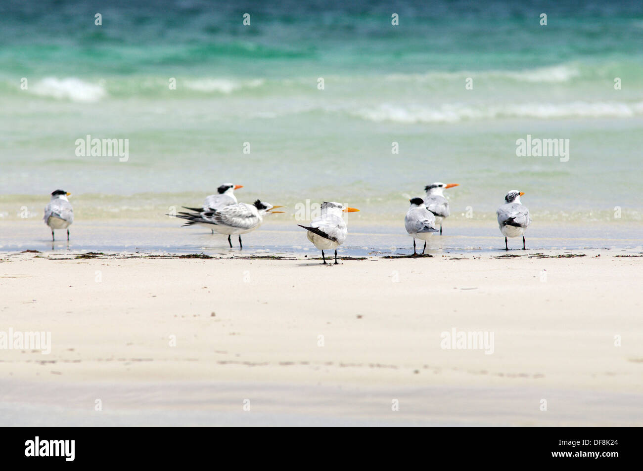 Royal Terns - Cayo Coco, Cuba Stock Photo