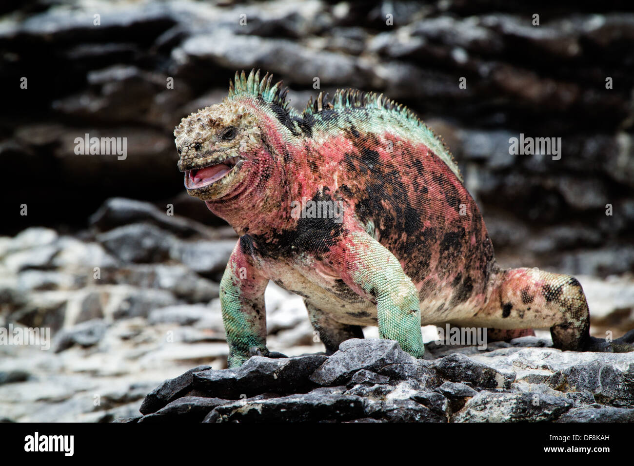 Christmas Iguana, Galapagos Islands Stock Photo Alamy