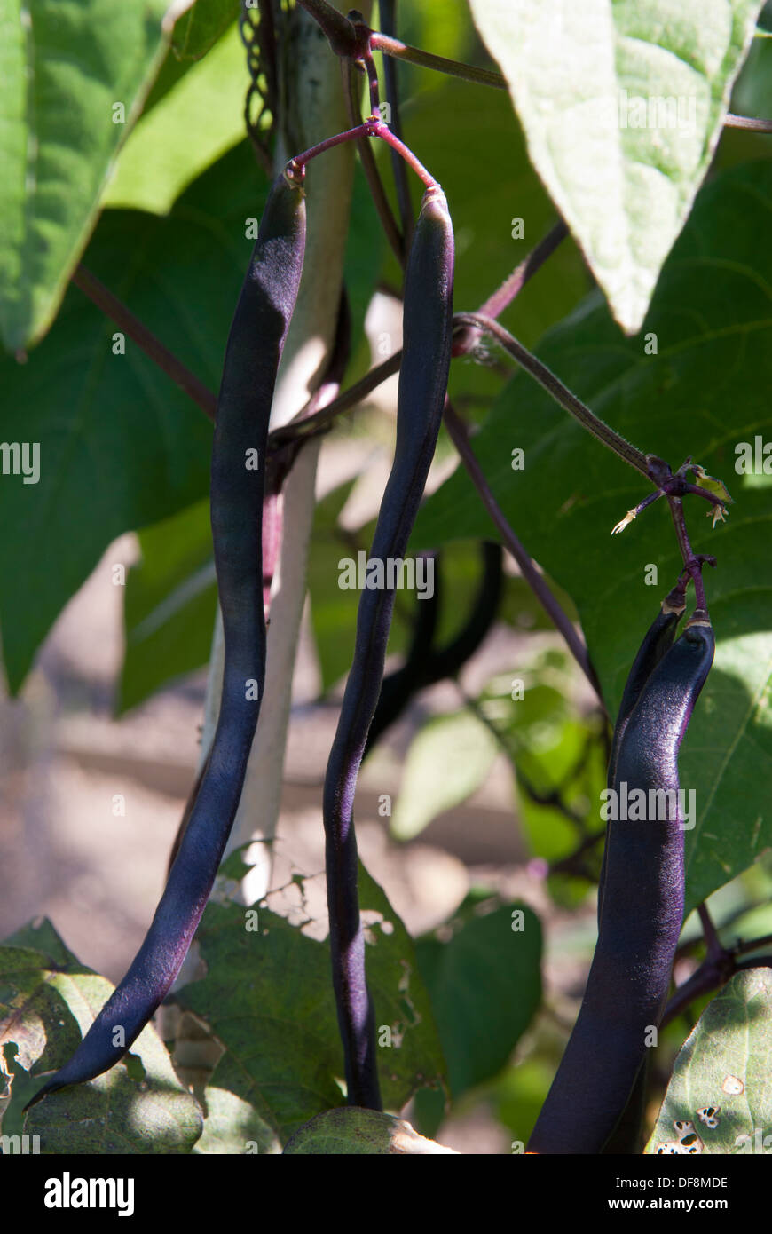 Cosse Violette Purple Pole Beans (Phaseolus vulgaris) growing on an allotment, Sheffield, England. Stock Photo