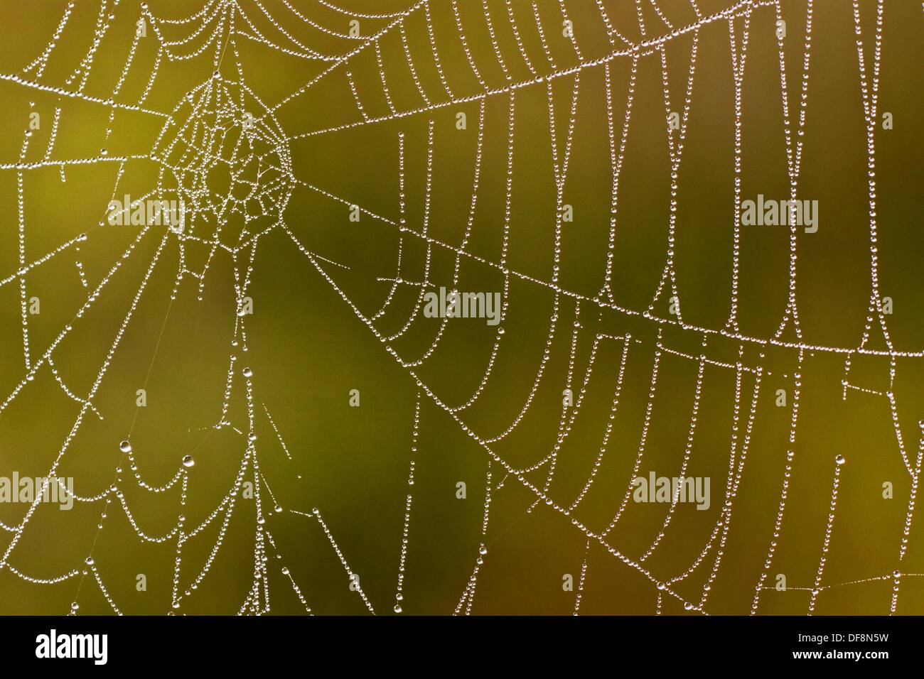 Spider s web hi-res stock photography and images - Alamy