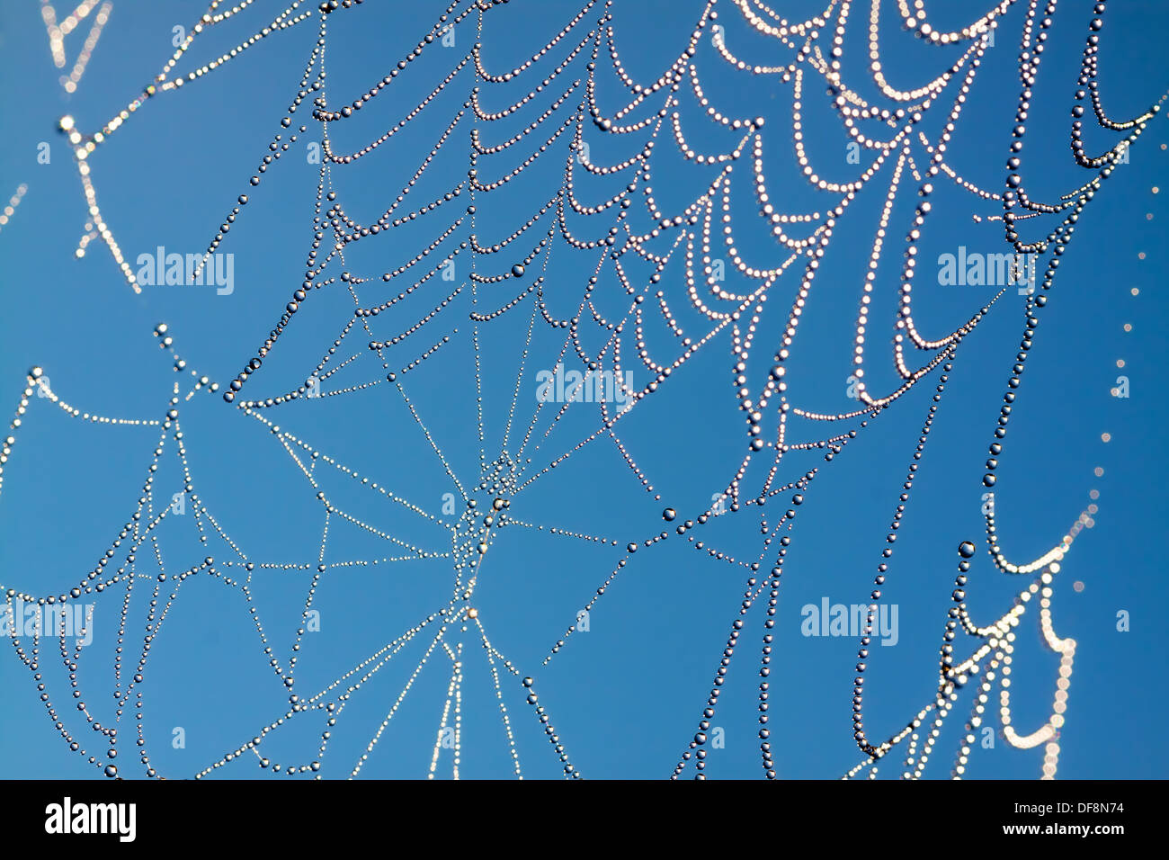 Spider web on abstract blur green background - PatternPictures