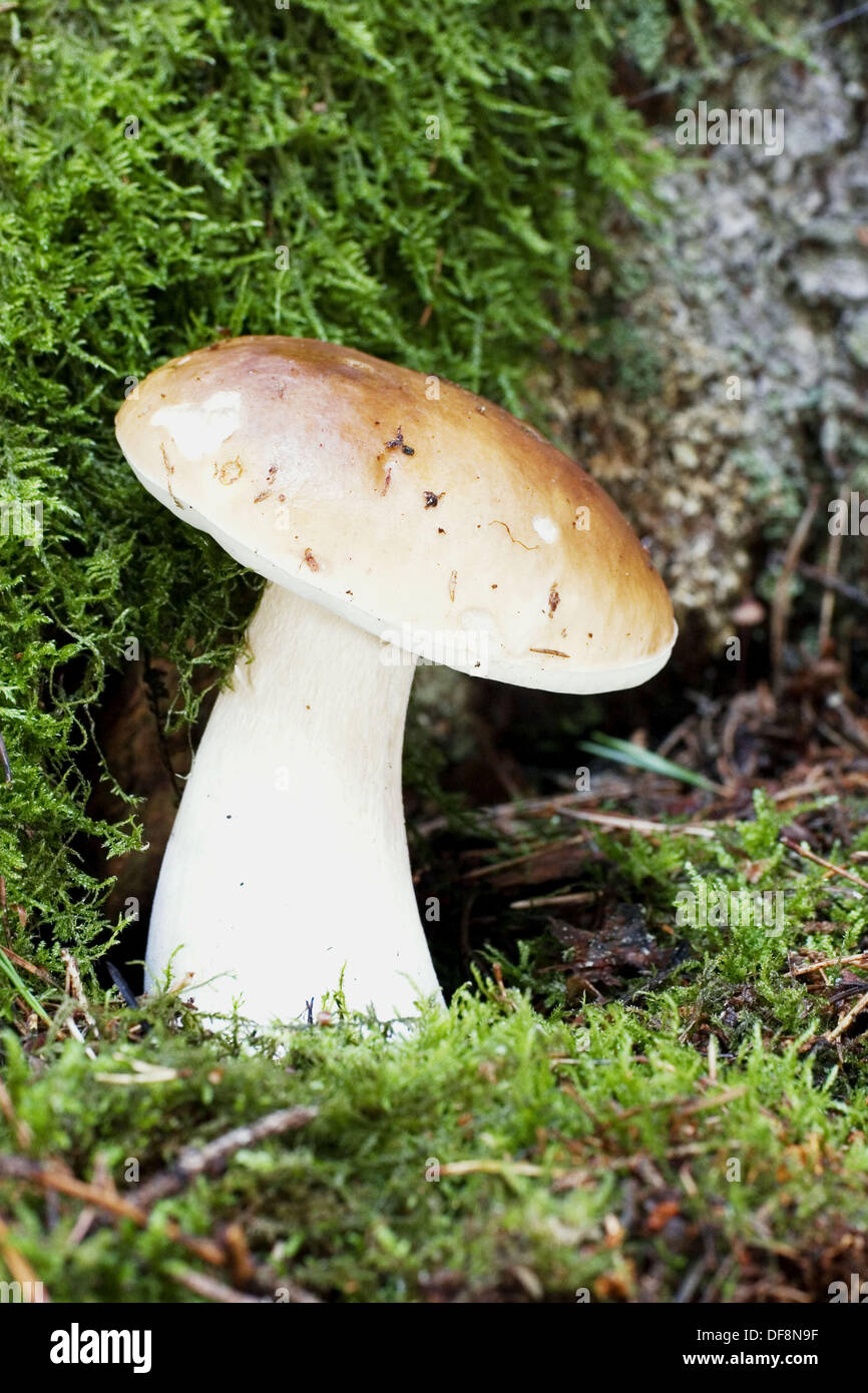 Penny Bun or King Bolete (Boletus edulis) is a very fine edible