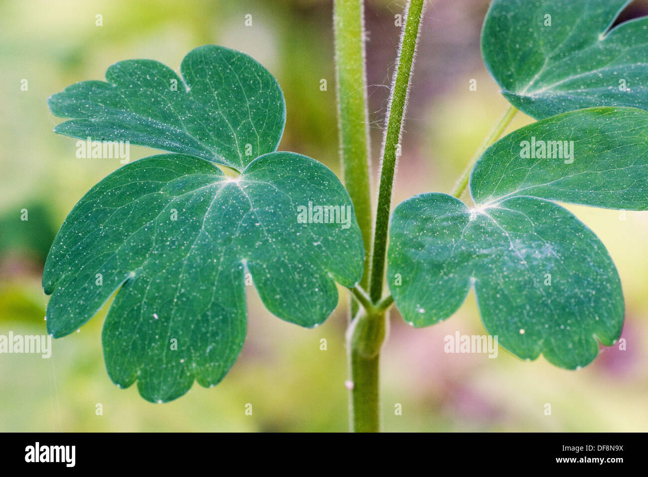Leaves of Common Columbine (Aquilegia vulgaris Stock Photo Alamy