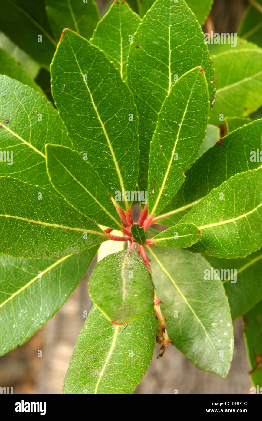 Strawberry tree (Arbutus unedo) leaves. Soneja, Castellón province, Spain  Stock Photo - Alamy