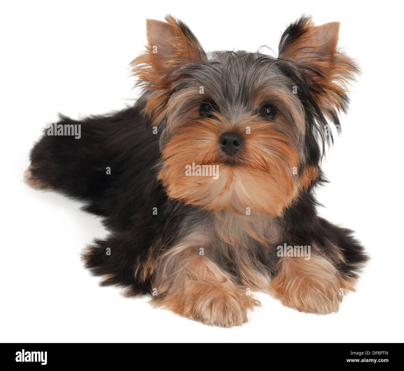 Adorable and cute puppy of the Yorkshire Terrier Stock Photo