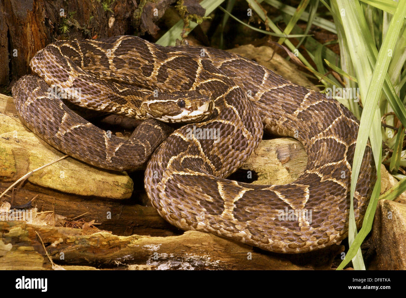 Featured image of post The Best 30 Urutu Snake