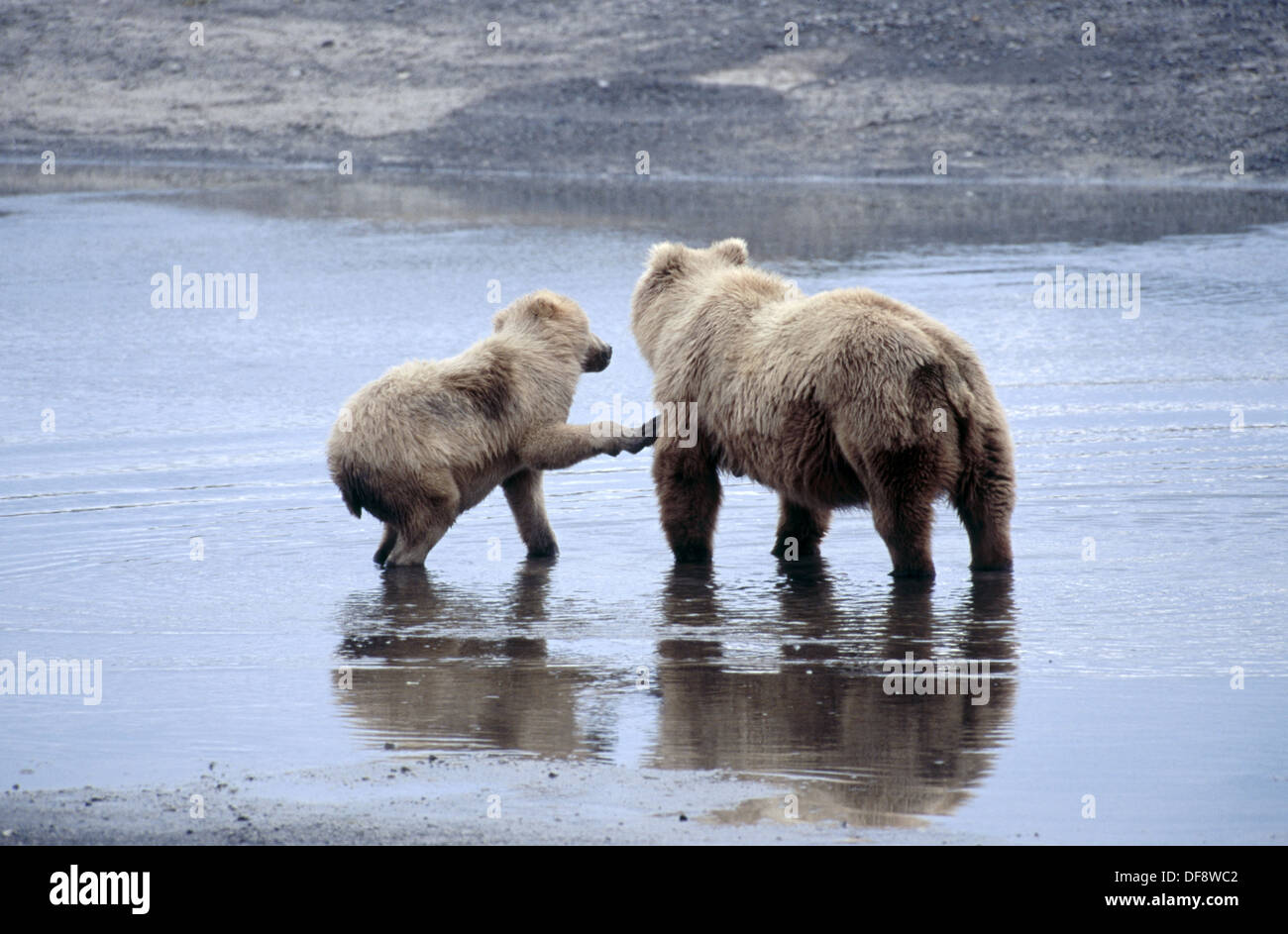 Brown Bear (Ursus Arctos). Hallo Bay. Alaska. USA Stock Photo