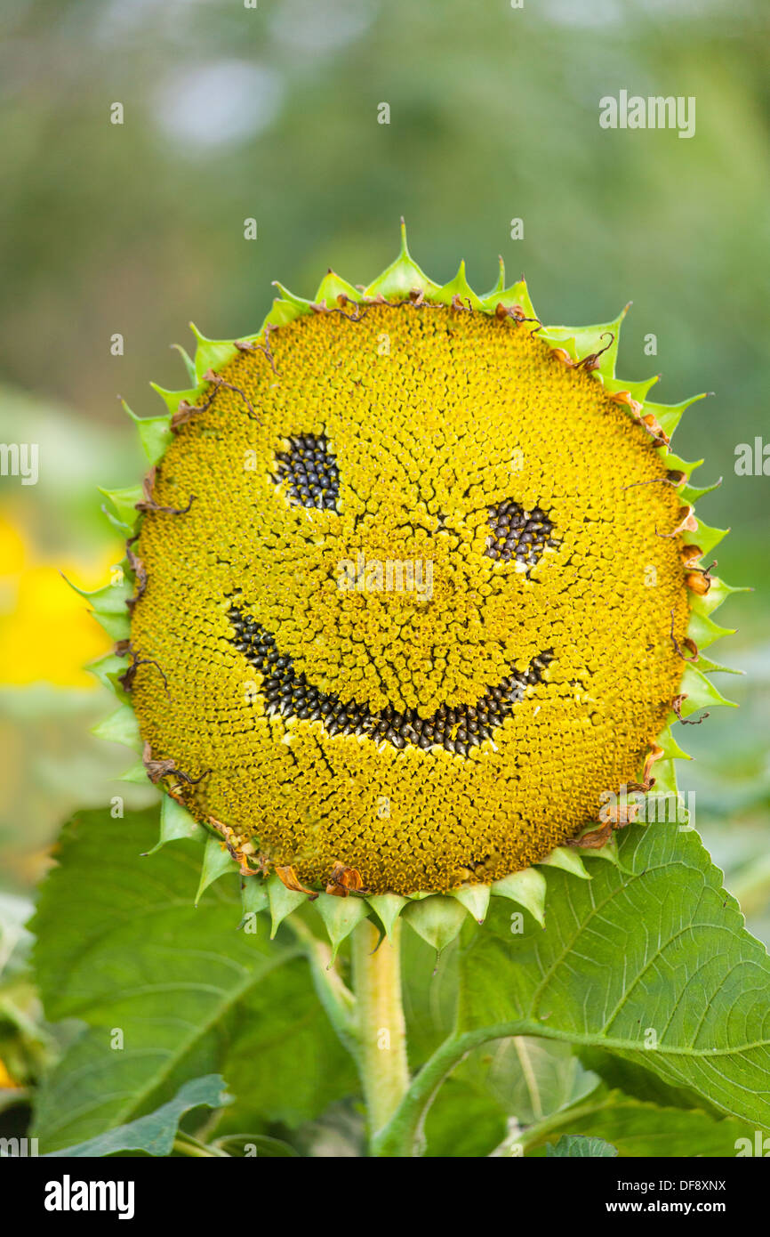 Sunflower with smiley face on natural green background Stock Photo