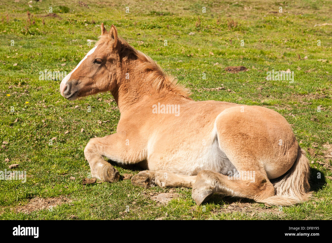 horse lying down resting on the green grass Stock Photo Alamy