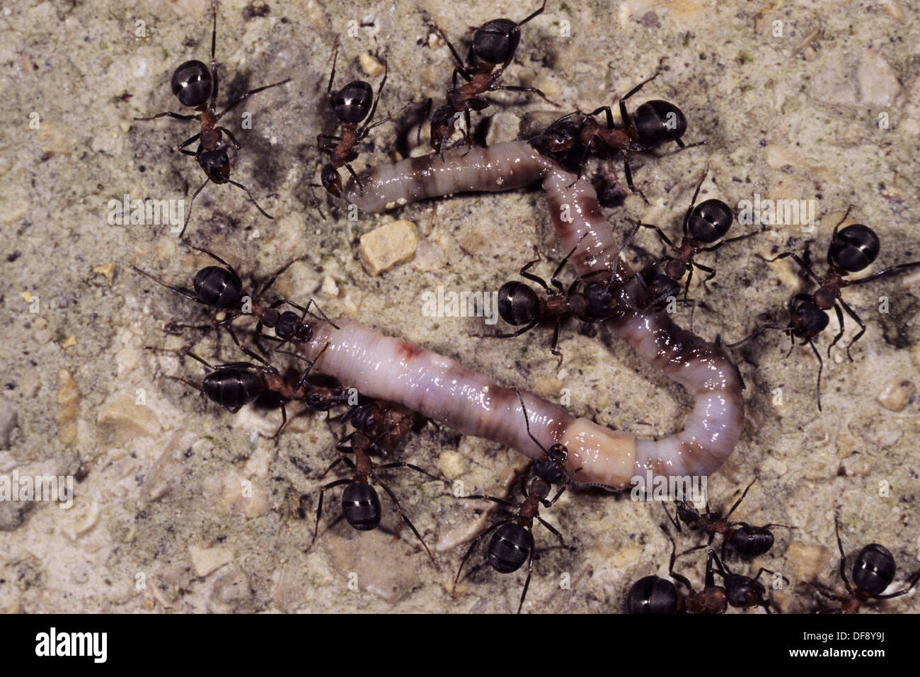 Red Ants (Formica rufa) eating a worm Stock Photo Alamy