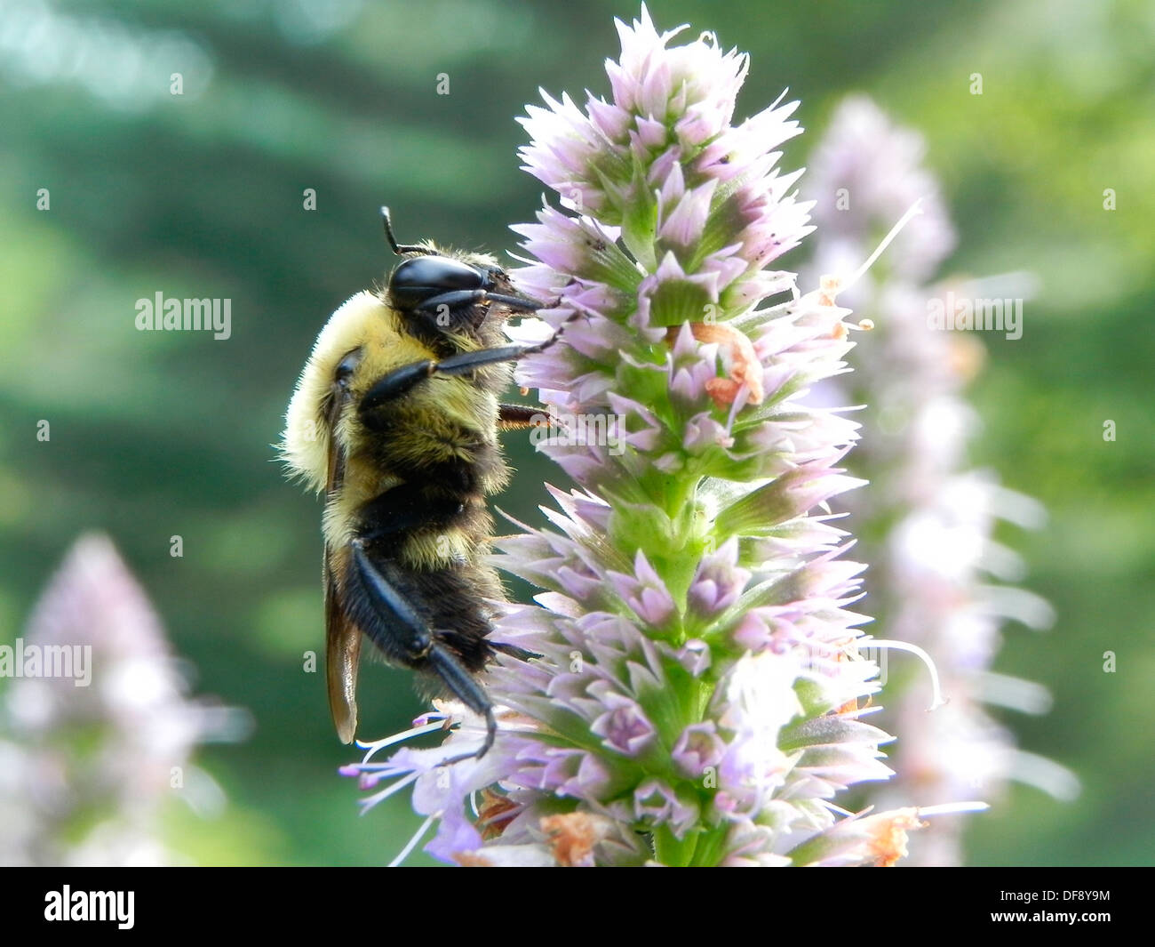 Bumblebee on Agastache Anise Hyssop, Licorice Mint, Agastache