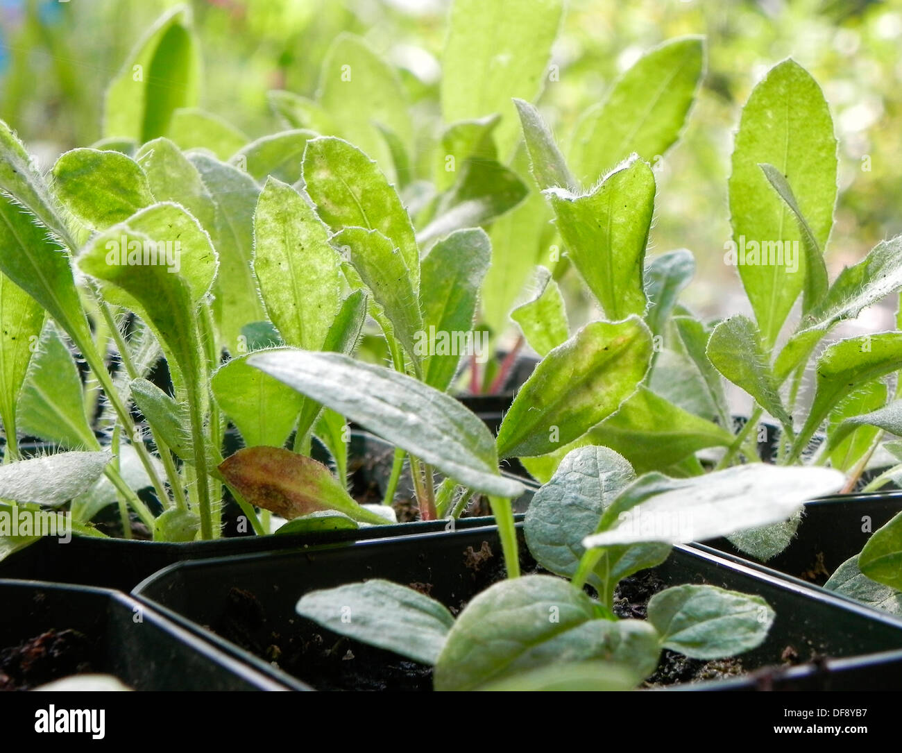 Perennial gaillardia seedlings in nursery hires stock photography and