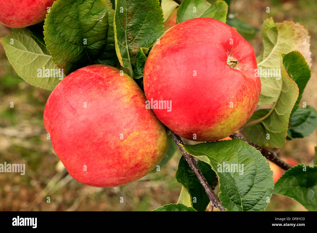Apple 'Bushey Grove', variety growing on tree, fruit apples England UK