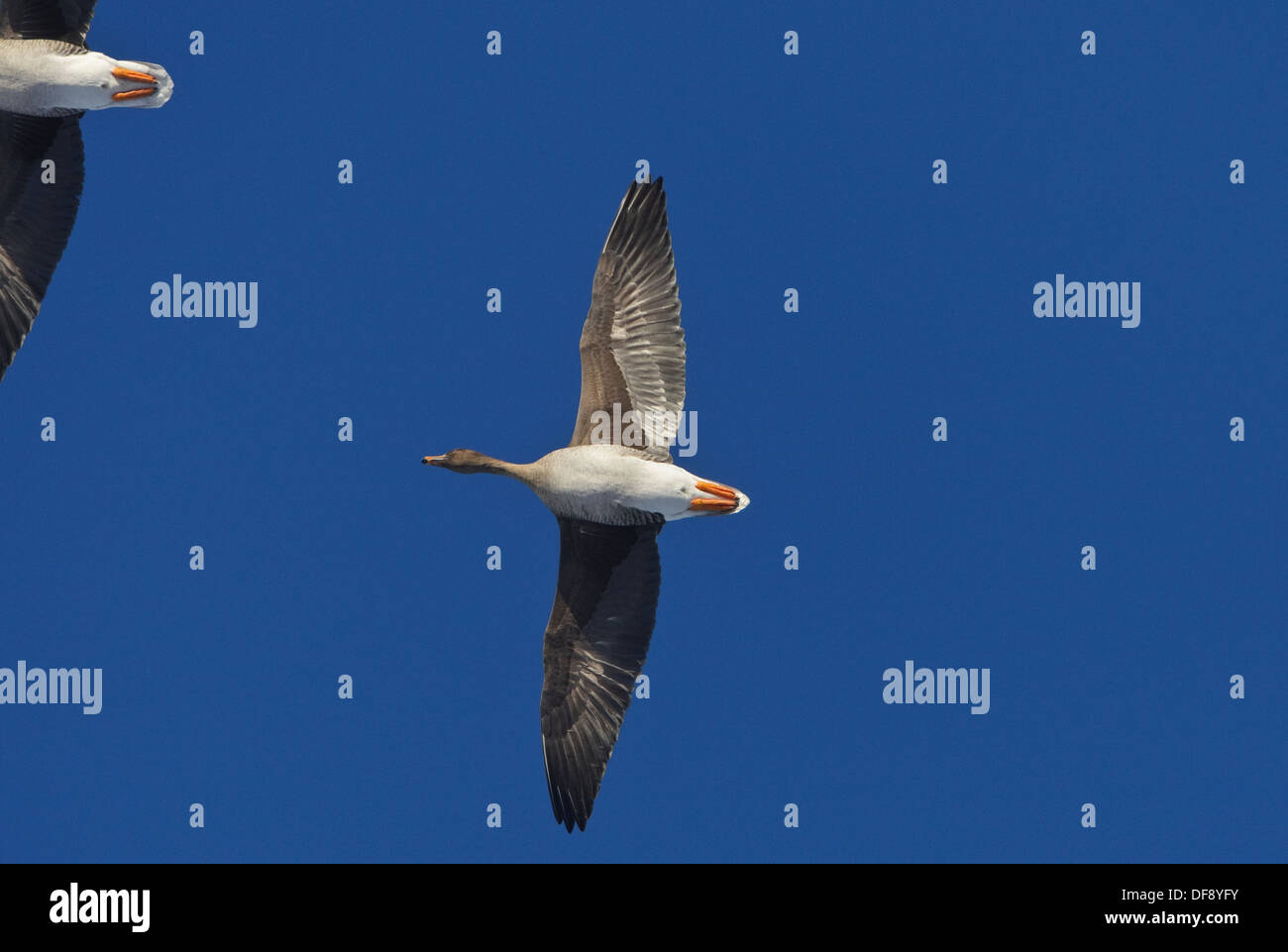 Bean Goose (Anser fabalis) in flight Stock Photo
